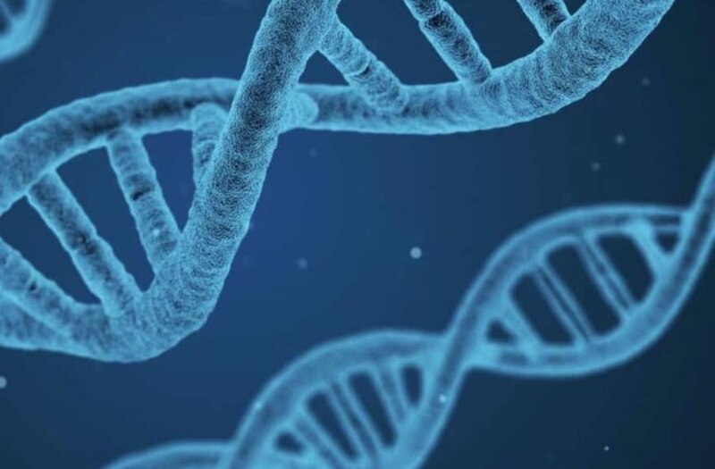 Estructura del ADN