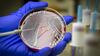 Descubren la manikomicina, un prometedor antibiótico que elimina bacterias resistentes