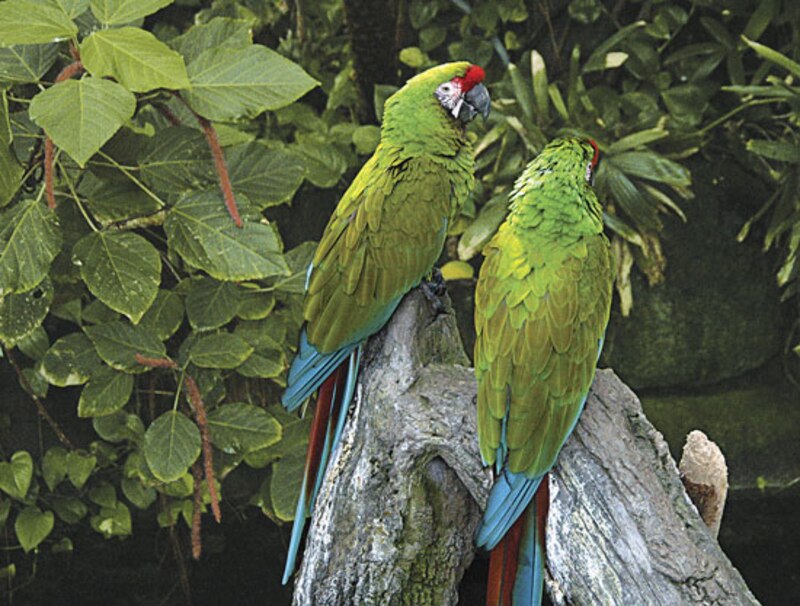 Dos guacamayos verdes en una rama