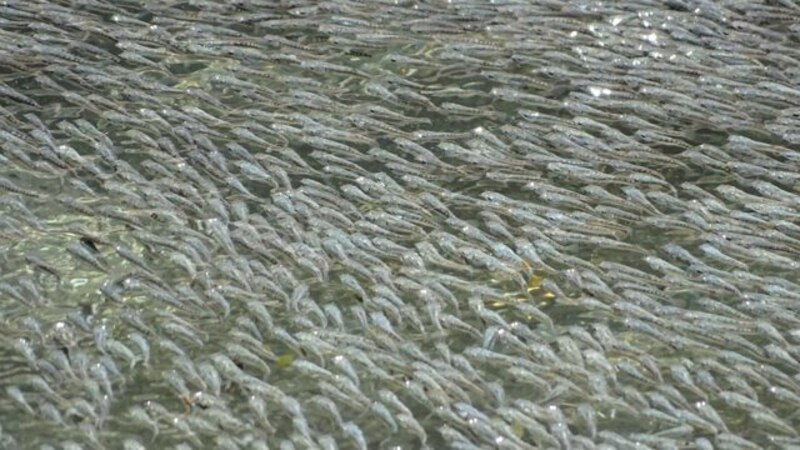 Un banco de peces