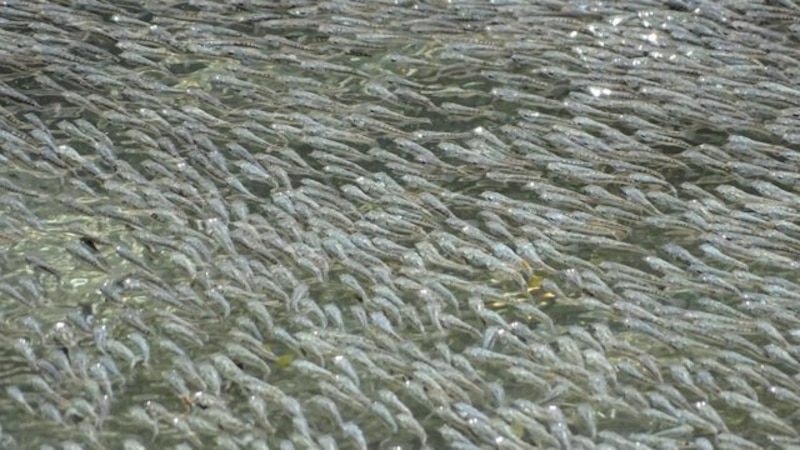 Un banco de peces