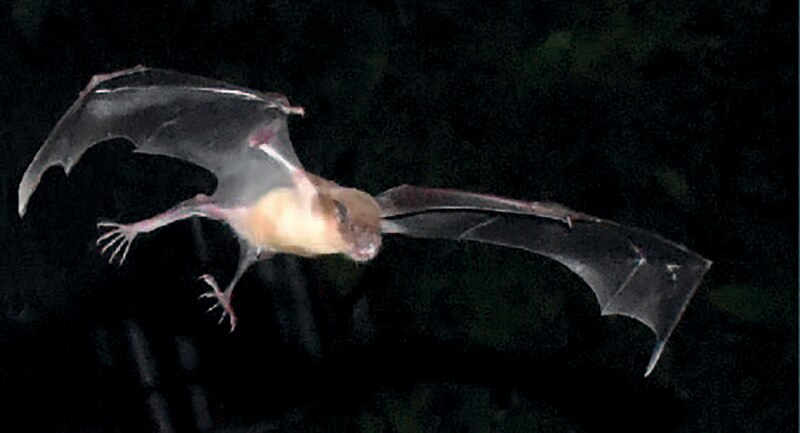 Murciélago volando