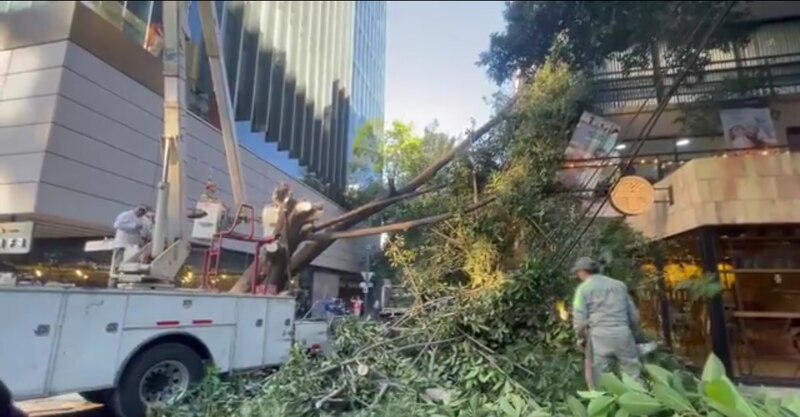 Un árbol cae sobre un coche en el centro de la ciudad