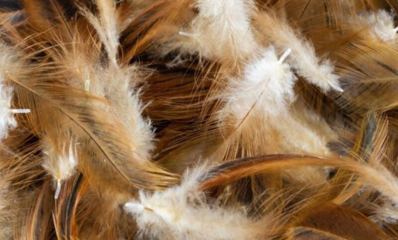 Plumas de gallo