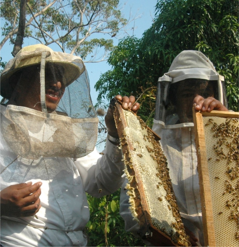 Apicultores cosechando miel