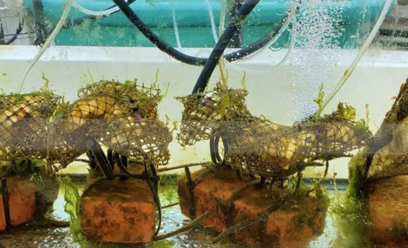 Caballitos de mar en un acuario