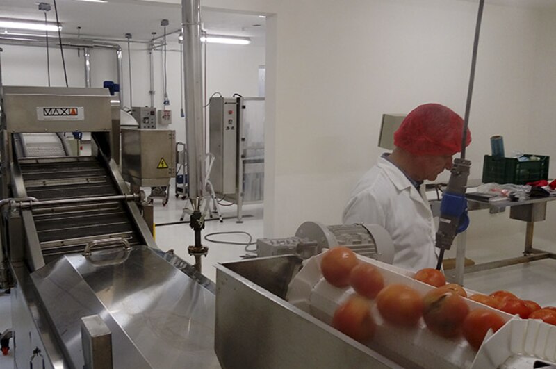 Una máquina clasifica los tomates en una fábrica