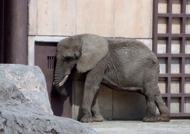 Elefante africano en cautiverio