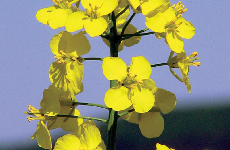 Flor de colza