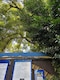 Aclaran tala de fresno en la colonia Del Valle: tenía autorización y no era árbol patrimonial