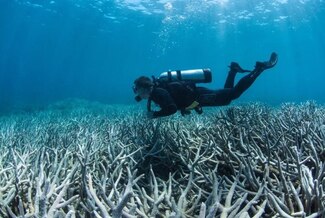 De bosques submarinos a desiertos blancos