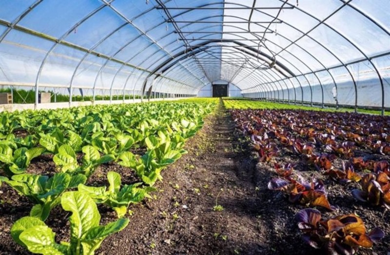 Invernadero con plantas verdes y rojas
