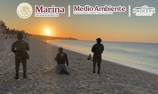 Marina resguarda 10 mil huevos de tortuga tras llegada de 140 ejemplares a Los Cabos