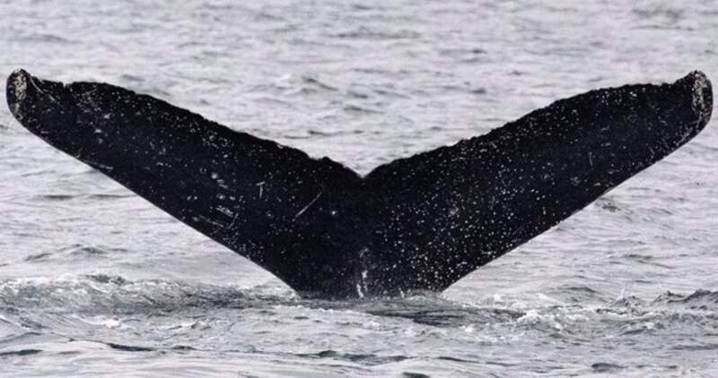 La cola de una ballena jorobada emerge del agua.