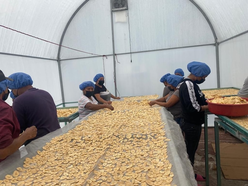 Mujeres indígenas trabajan en una fábrica de chips de plátano