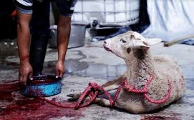 Sacrificio de un cordero