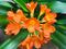 Las plantas con flores diversificaron sus estrategias de dispersión de semillas antes de lo que se pensaba