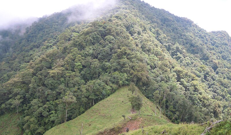 La ladera de una montaña cubierta de vegetación verde