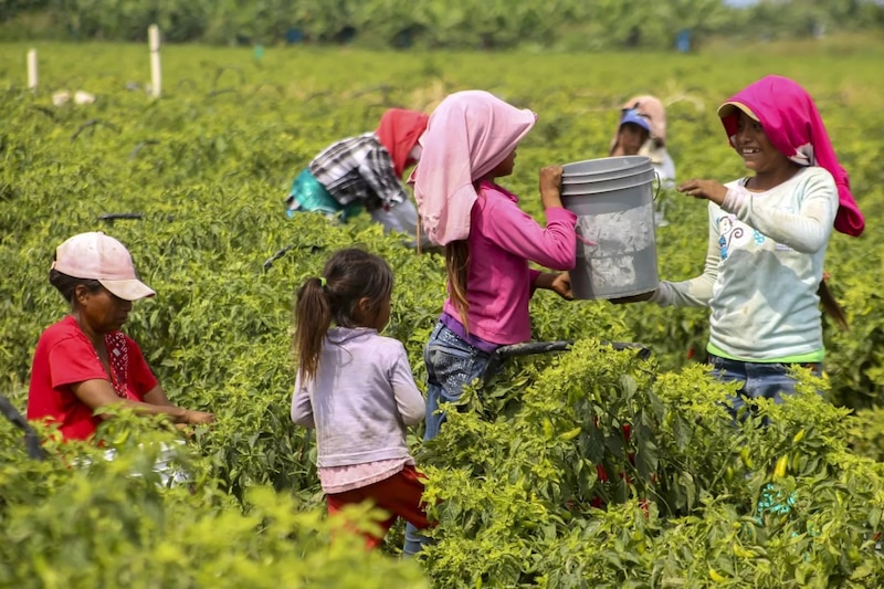 Niños trabajando en el campo