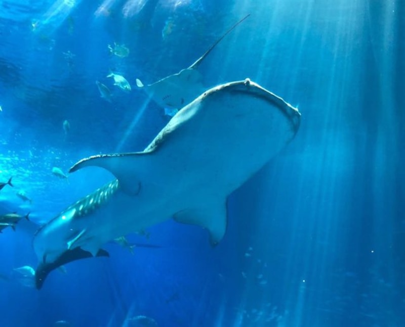 Tiburón ballena nadando en el océano