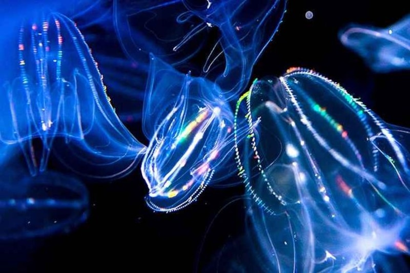 Medusas en las profundidades del océano
