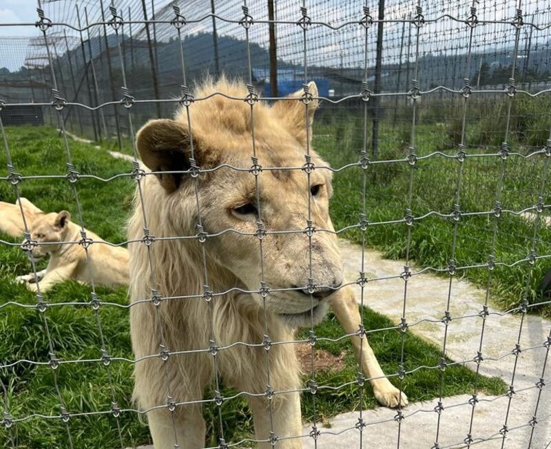 León blanco tras las rejas