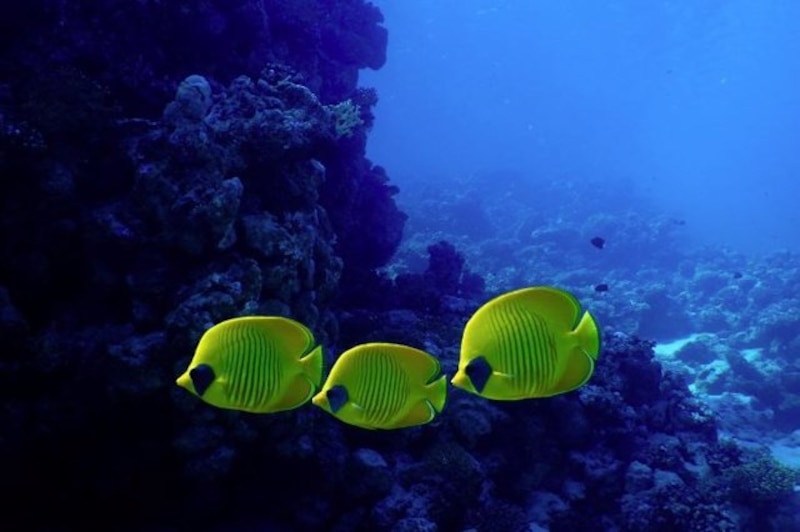 Peces tropicales nadando en el mar