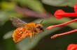 Día Nacional de las Abejas