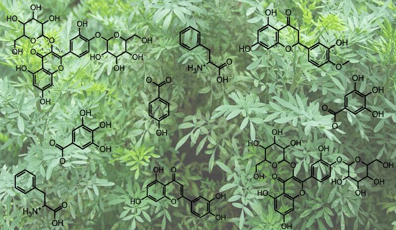 Moléculas de compuestos fenólicos sobre hojas verdes
