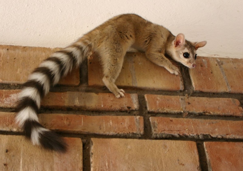 Una imagen de un coatí en una pared de ladrillos.