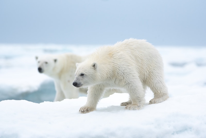 Oso polar en el hielo