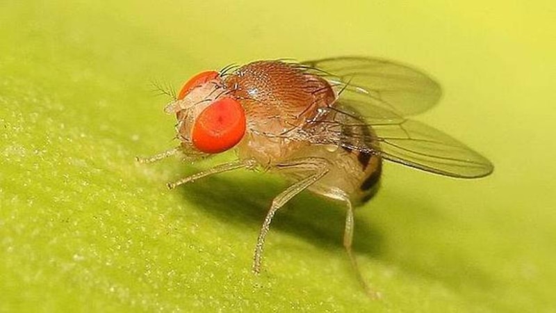 La mosca de la fruta