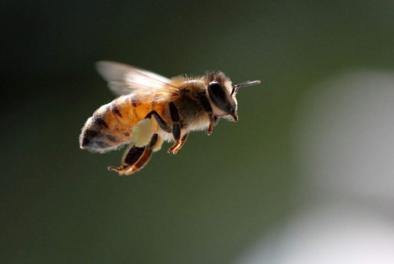 Abeja en vuelo