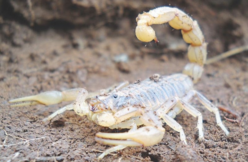 Un escorpión en el desierto