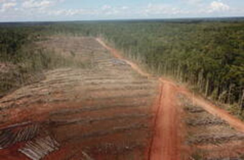 La deforestación en la Amazonía