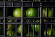 La “guerra” del limón: ¿por qué al narco le interesa tanto esta fruta?