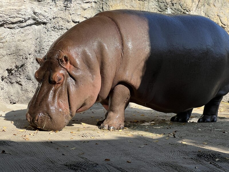 Hipopótamo en el zoológico