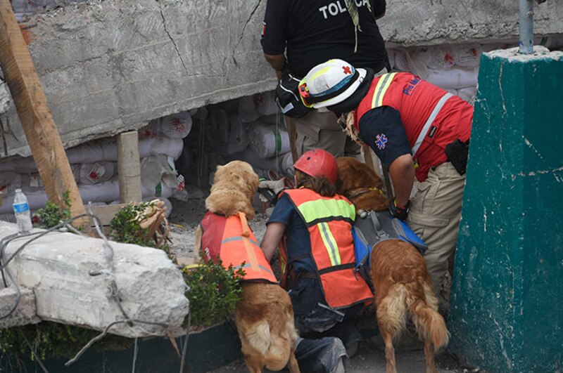 Perros rescatistas ayudan en las labores de búsqueda y rescate tras el terremoto de México