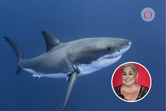 Tiburón muerde a nieto de Lupita D’Alessio en Tulum