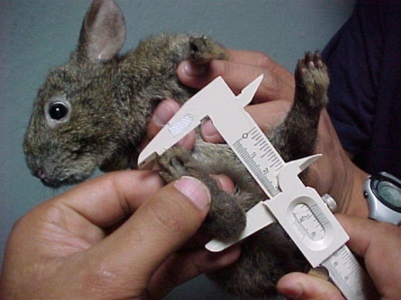 Medición de la pata de un conejo