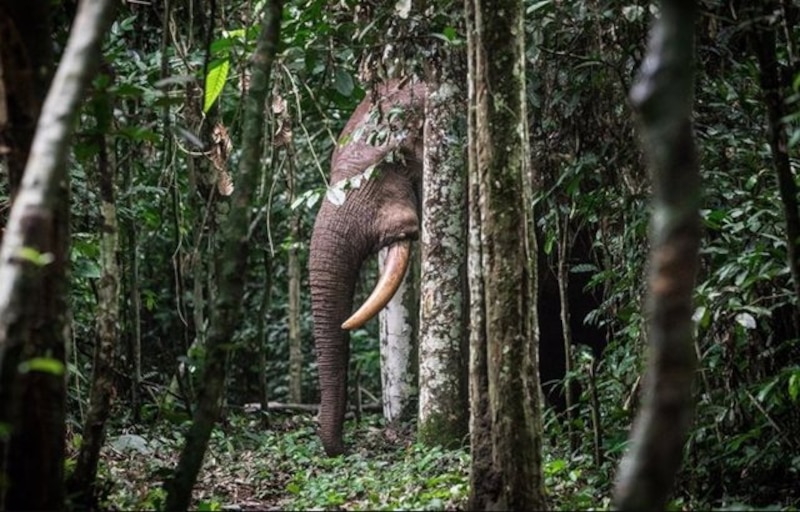 Elefante en la selva