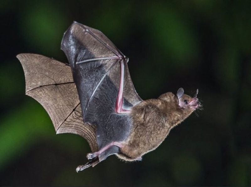 Murciélago volando