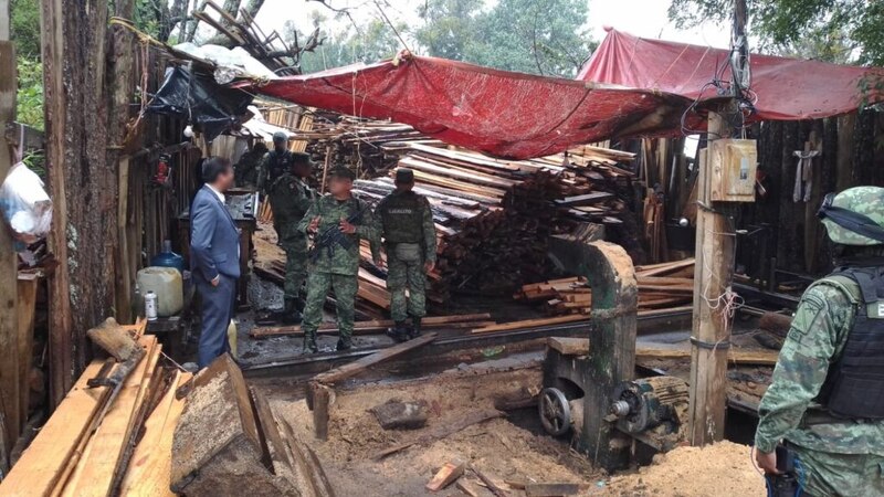 Decomisan madera talada ilegalmente en operativo conjunto