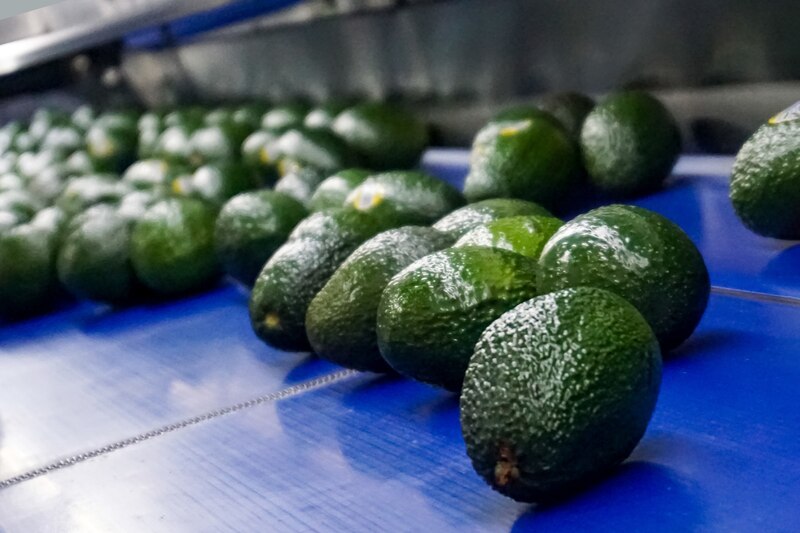 Aguacates en una cinta transportadora