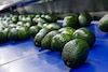 México amplía su mercado de aguacate con destino a Brasil