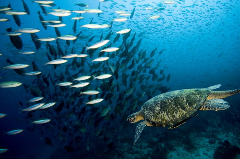Tortuga marina nadando junto a un banco de peces.