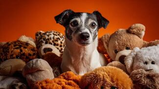 Algunos perros pueden aprender palabras nuevas escuchando a escondidas a sus dueños