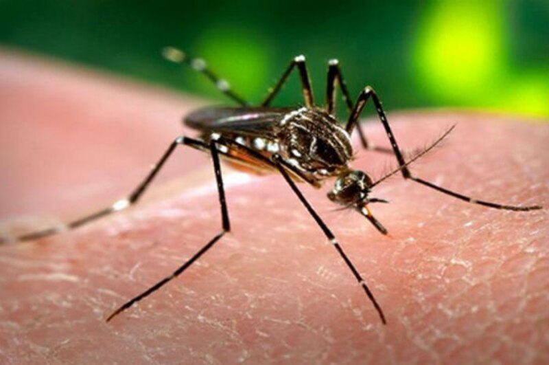 Mosquito Aedes aegypti
