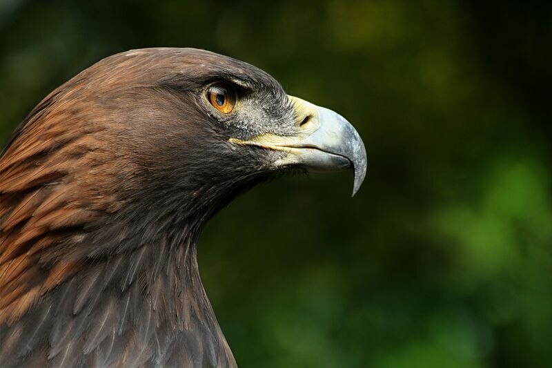 Águila real