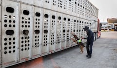 Inician operativo para detener y revertir el avance del gusano barrenador en la zona centro-sur